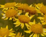 Arnica montana als Allheilmittel bei Verletzungen?