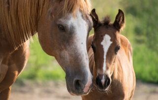 Ein erheblicher Teil der Pferde leidet an Magengeschwüren. Doch wie kommt es dazu, dass Pferde unter diesen schmerzhaften Geschwüren leiden? Und vor allem: Wie kann man vorbeugen?
