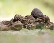 Die meisten Pferdebesitzer haben bereits von selektiver Entwurmung gehört. Die einen lieben sie, die anderen verteufeln sie. Tierärztin Mag. Karin Schmid erklärt, warum beide Sichtweisen zu kurz greifen – und weshalb selektive Entwurmung allein nicht genügt, um Pferde wirksam vor Parasiten zu schützen.(Bild: Pixabay)