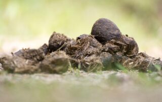 Die meisten Pferdebesitzer haben bereits von selektiver Entwurmung gehört. Die einen lieben sie, die anderen verteufeln sie. Tierärztin Mag. Karin Schmid erklärt, warum beide Sichtweisen zu kurz greifen – und weshalb selektive Entwurmung allein nicht genügt, um Pferde wirksam vor Parasiten zu schützen.(Bild: Pixabay)