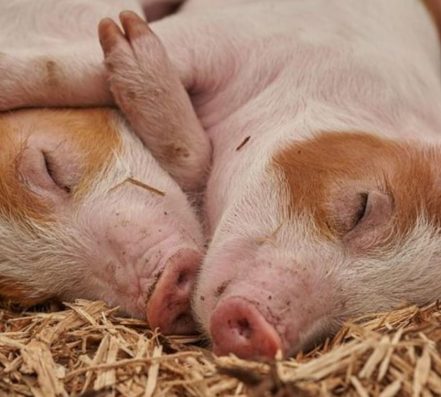 WissHom-Statement zum Artikel „Veterinärmedizin – neue „Domäne“ der Homöopathie“