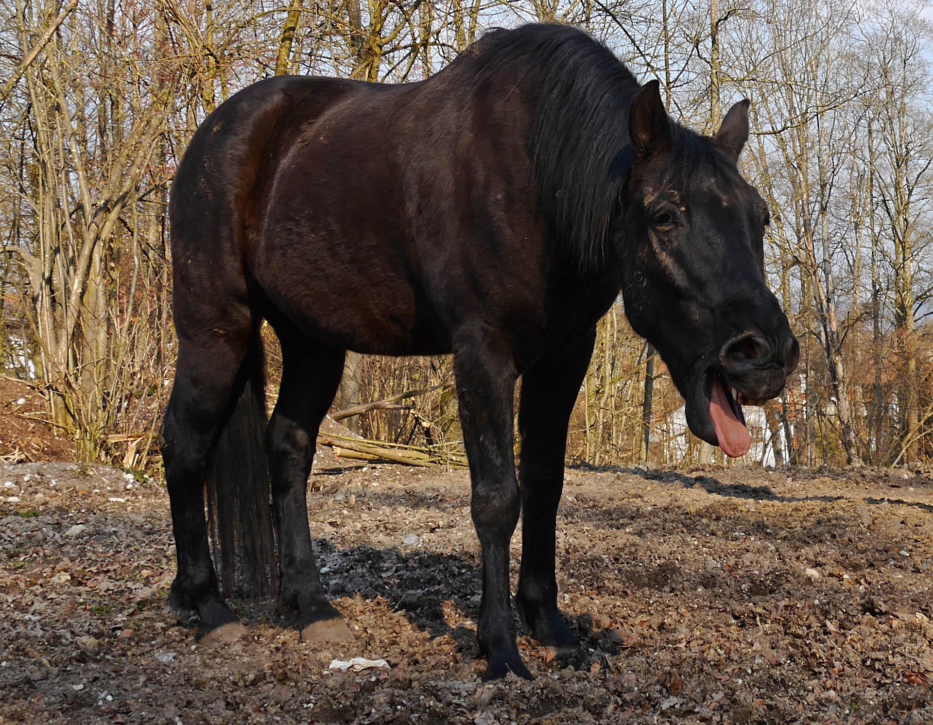 Husten beim Pferd