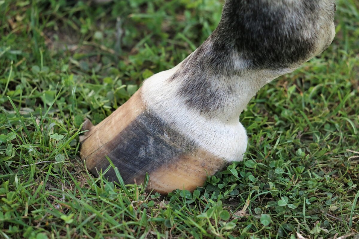 Das Hufhorn besteht aus dem Prote- in Keratin, das für seine Bildung spe- zifische Aminosäuren wie Methionin, Cystein, Lysin, Prolin und Glycin be- nötigt.