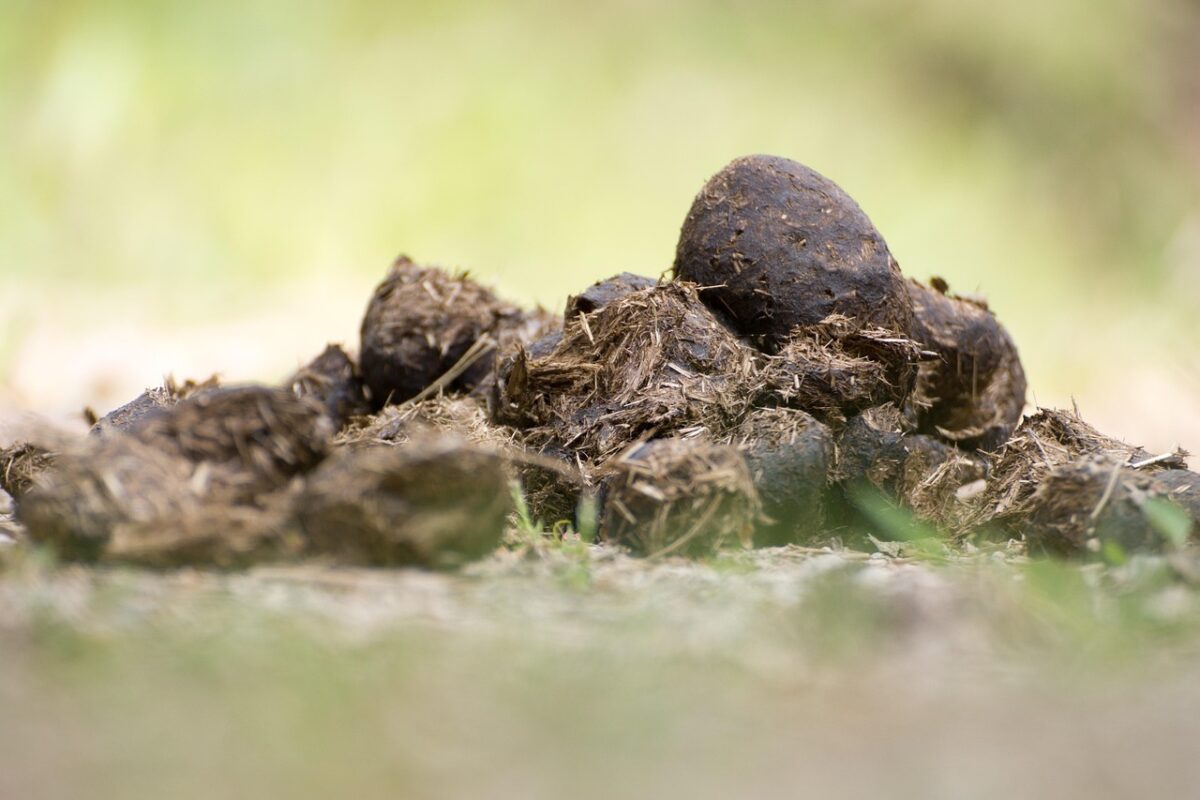 Die meisten Pferdebesitzer haben bereits von selektiver Entwurmung gehört. Die einen lieben sie, die anderen verteufeln sie. Tierärztin Mag. Karin Schmid erklärt, warum beide Sichtweisen zu kurz greifen – und weshalb selektive Entwurmung allein nicht genügt, um Pferde wirksam vor Parasiten zu schützen.(Bild: Pixabay)